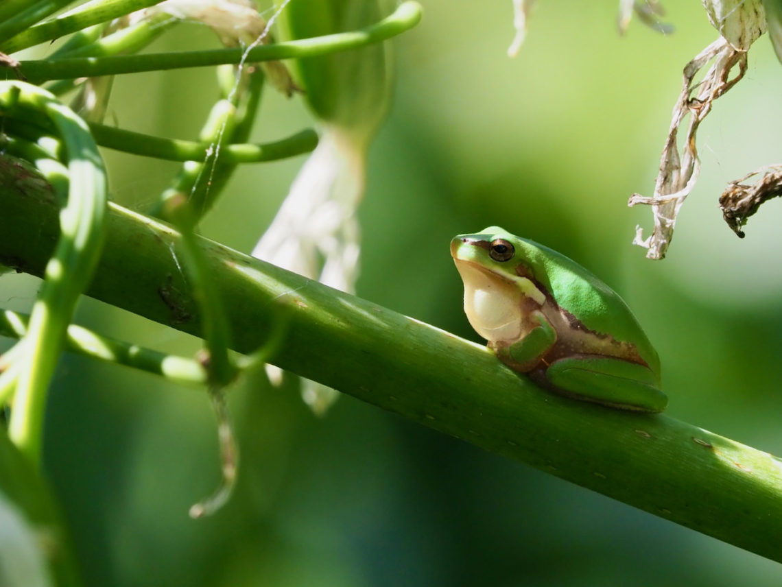 Froggy Friday: Eastern Dwarf Tree Frog - Backyard Zoology