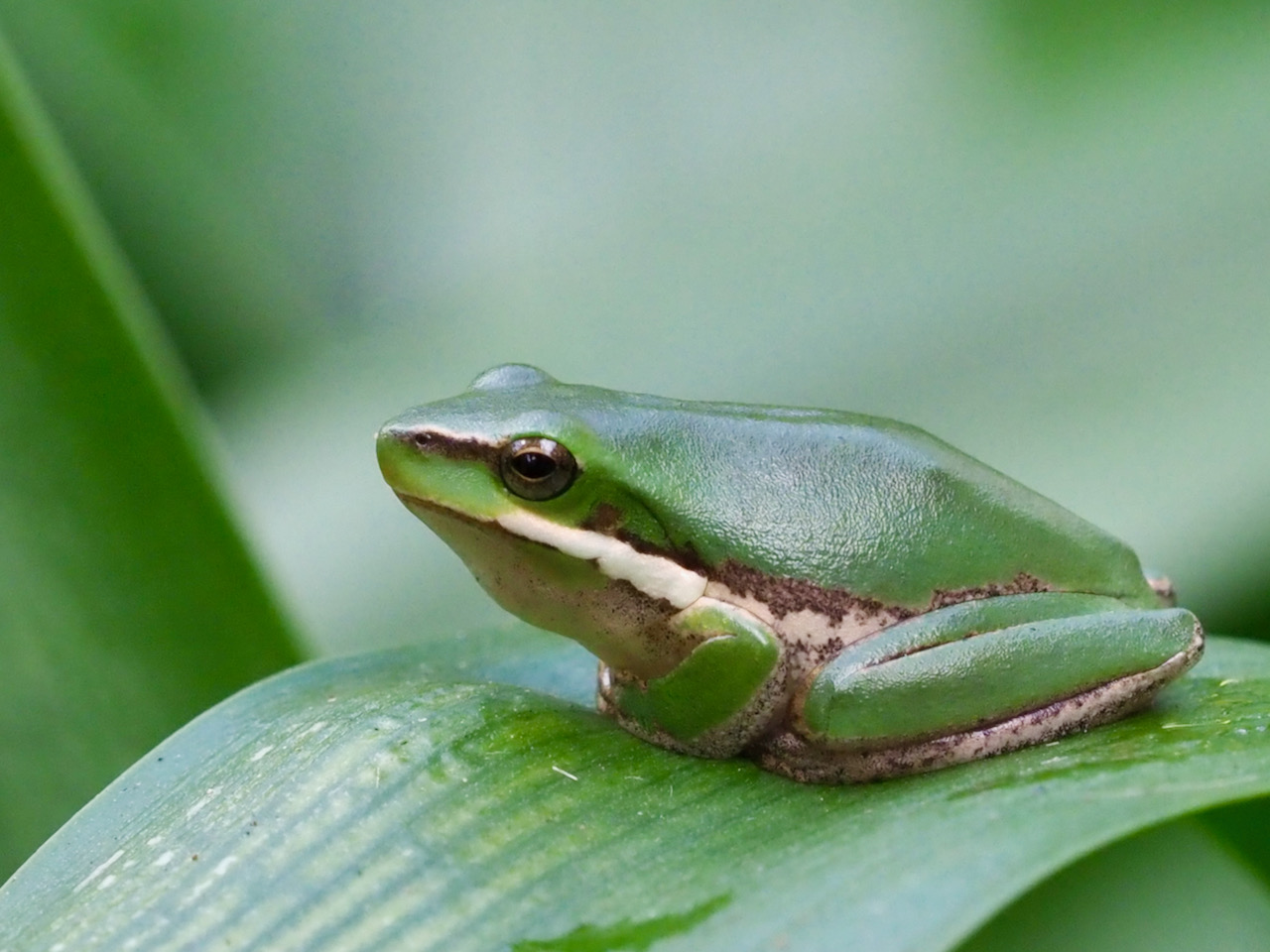 Froggy Friday: Eastern Dwarf Tree Frog - Backyard Zoology