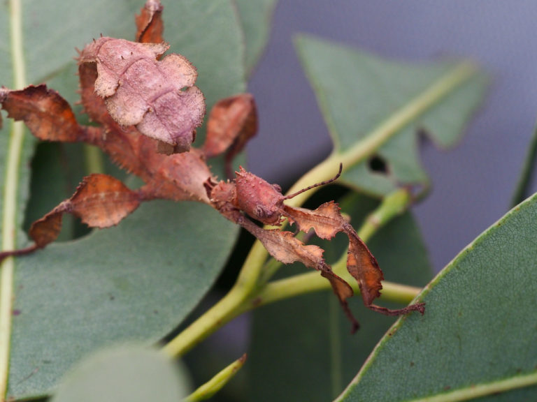 to the family Spiny Leaf Insects Backyard Zoology